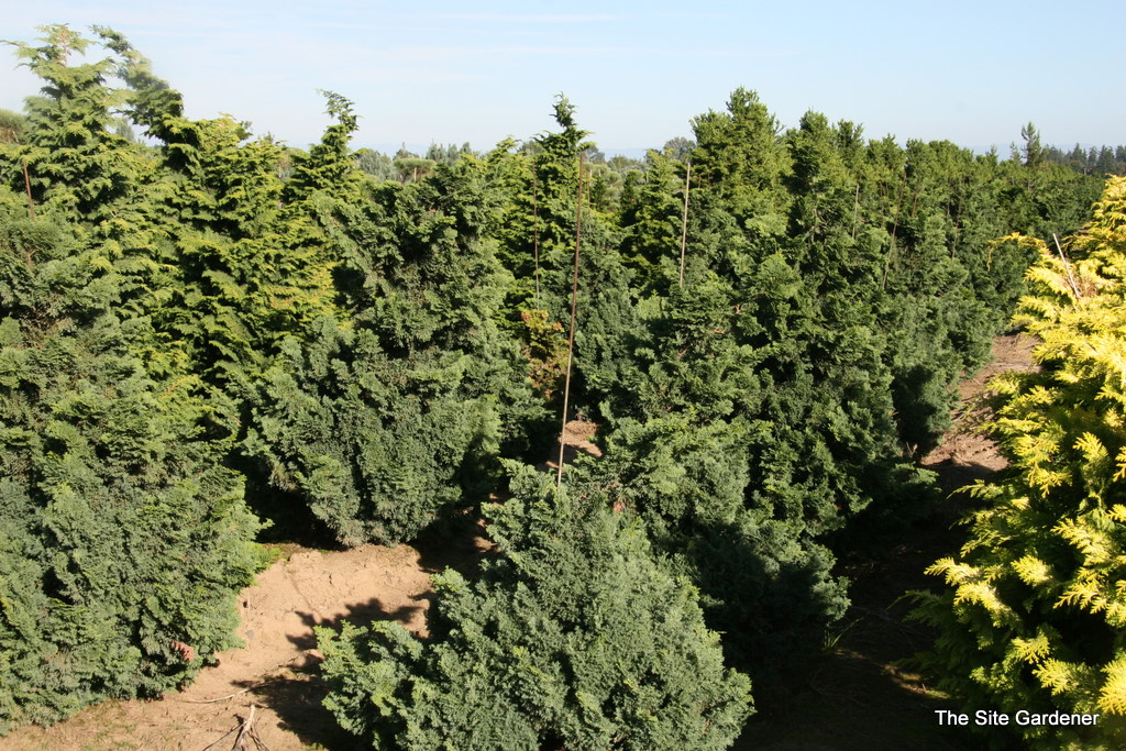 Chamaecyparis obtusa Split Rock The Site Gardener