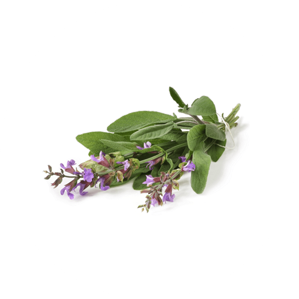 Essential Oil Clary Sage The Skin Pharmacy