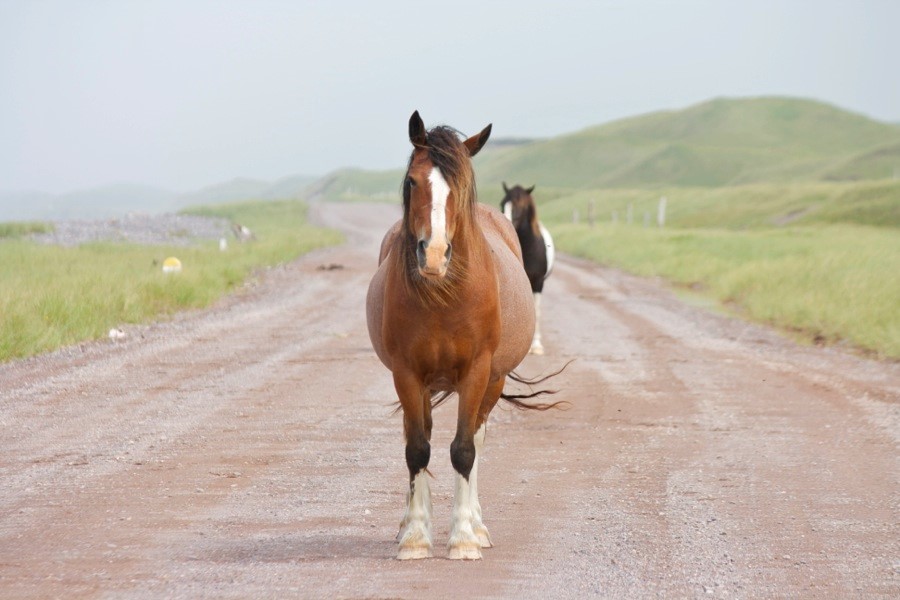 bikepacking slowbiker