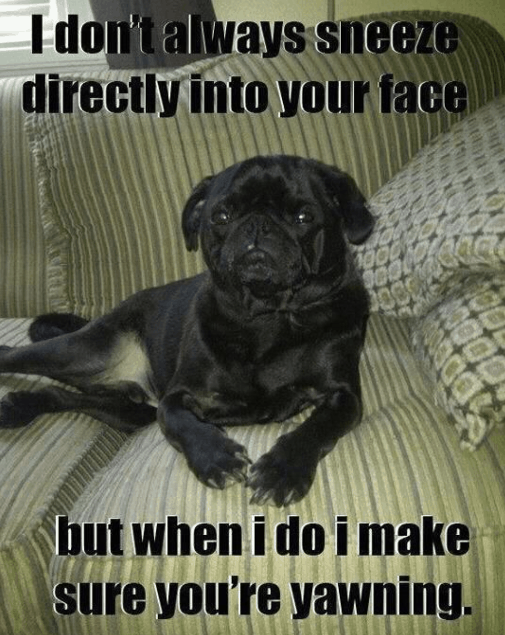 43 Best Pug Jokes and Puns From the