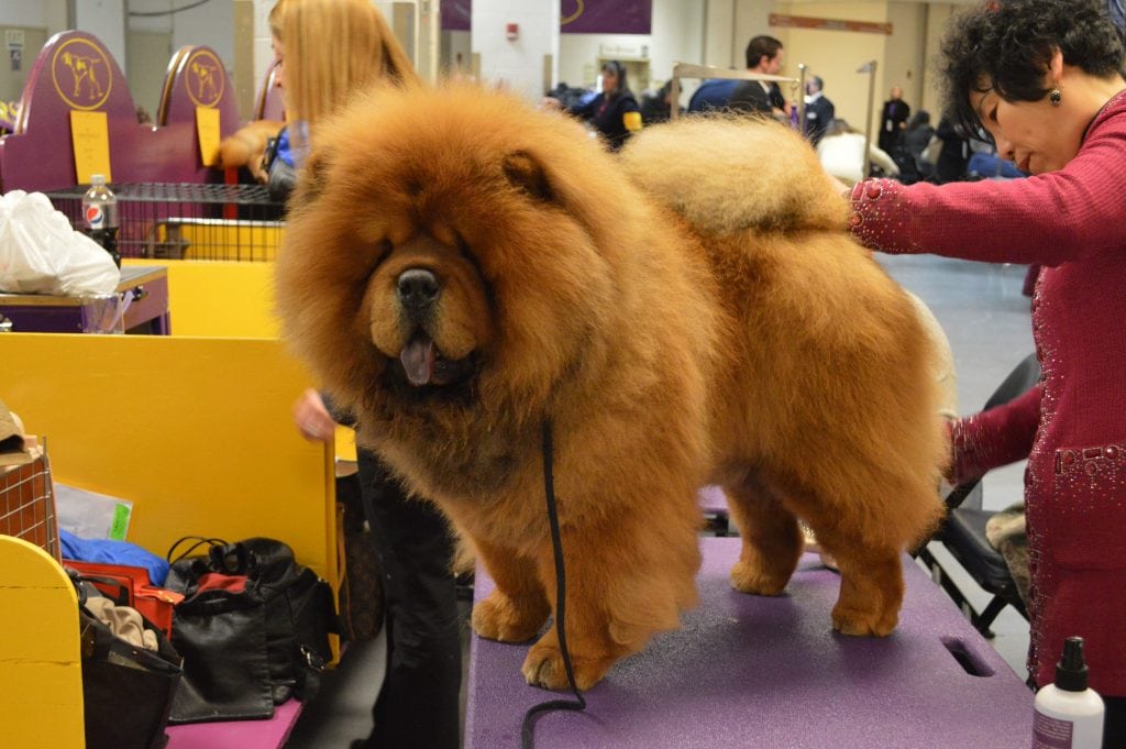 Top 10 Most Expensive Dog Breeds (PRICE OF LUXURY DOGS)