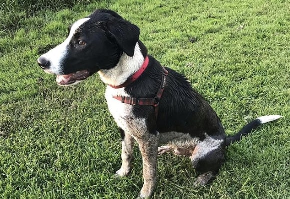 99+ Border Collie Heeler Pit Mix l2sanpiero