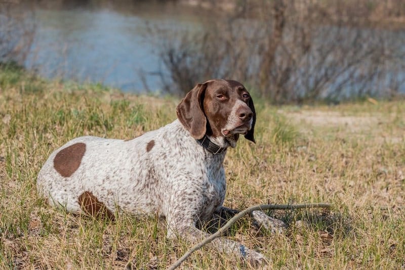 Are German Shorthaired Pointers Smart? Here's Why