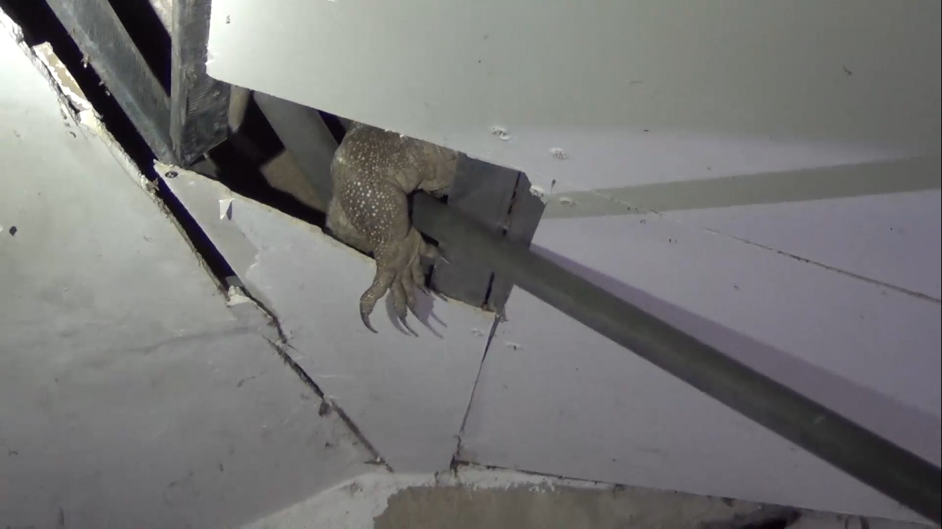 Monitor Lizards Live In Kitchen's Ceiling, Mate All Day & Put Holes In Roof