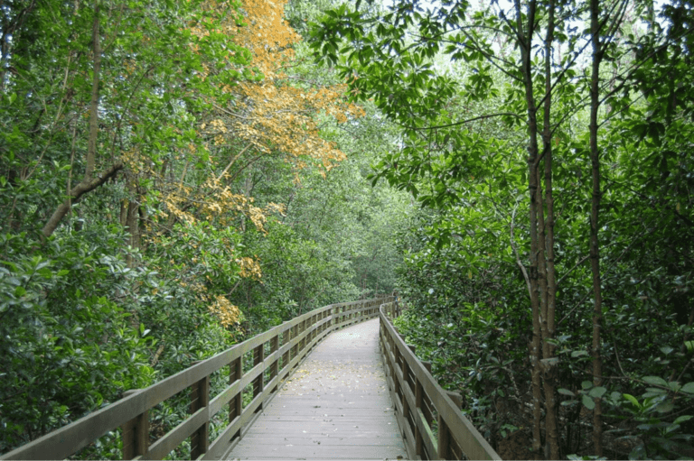 Pasir Ris Park Quaint Coastal Park With Mangrove Boardwalk, Playground