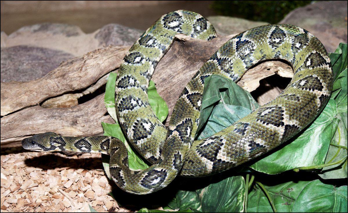 Madagascar Tree Boa Facts, Description, Diet, and Pictures