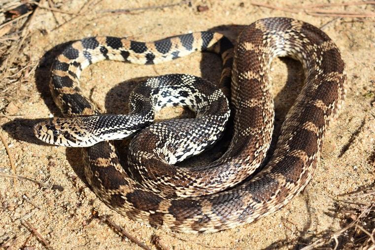 Pacific Gopher Snake Facts, Description, Size, Diet, and Pictures