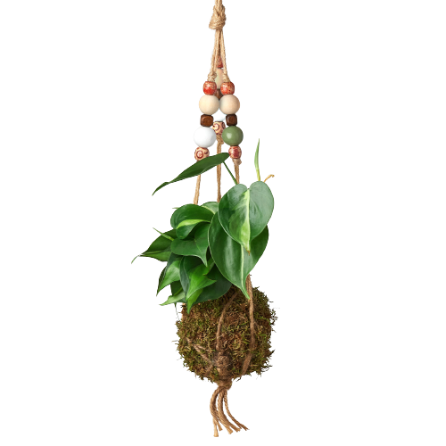 Bead Kokedama Moss Ball Hanging Plant 4" Pot