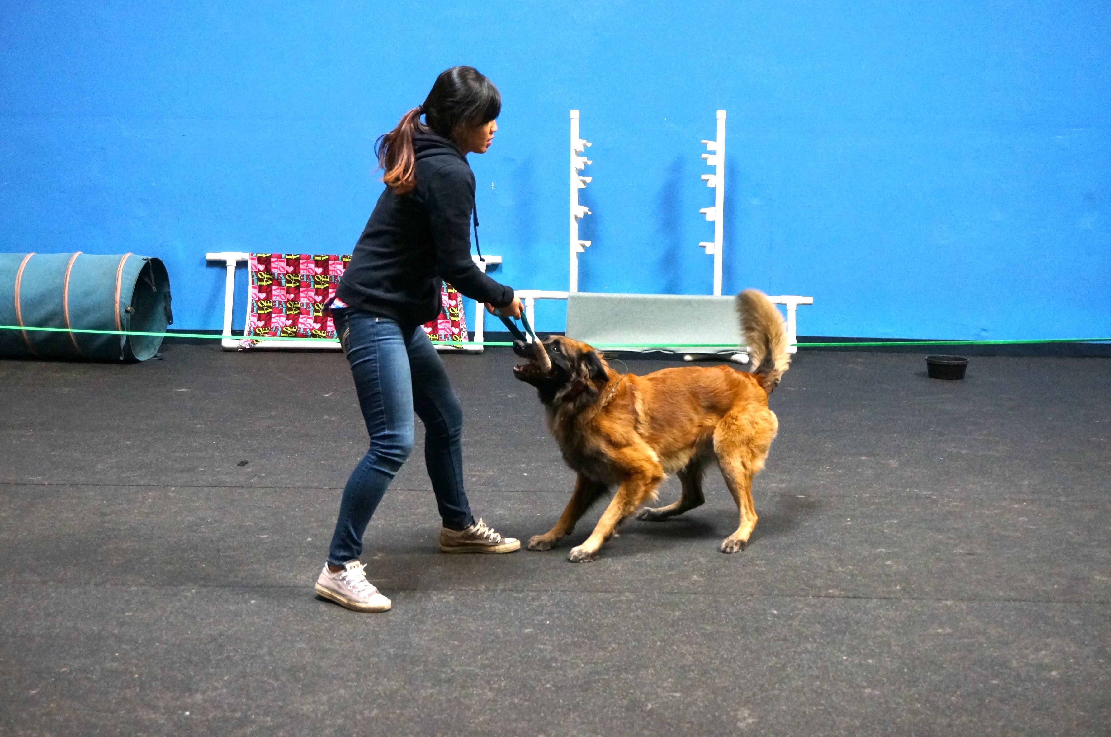 Dog Training Apprenticeship Uk 10 Great Jobs For Dog Lovers In 2020