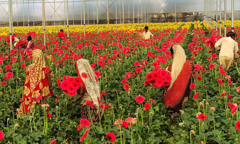 Fake Flowers Steal The Show, Farmers’ Profits The Softcopy