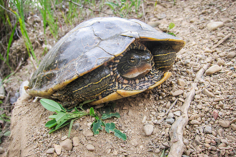 Turtle Head Poking The Soiled Chamois