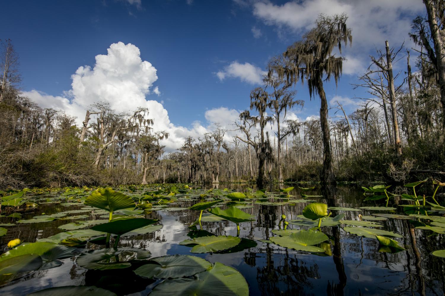 The Okefenokee Experience seeks to save the swamp the Southerner Online