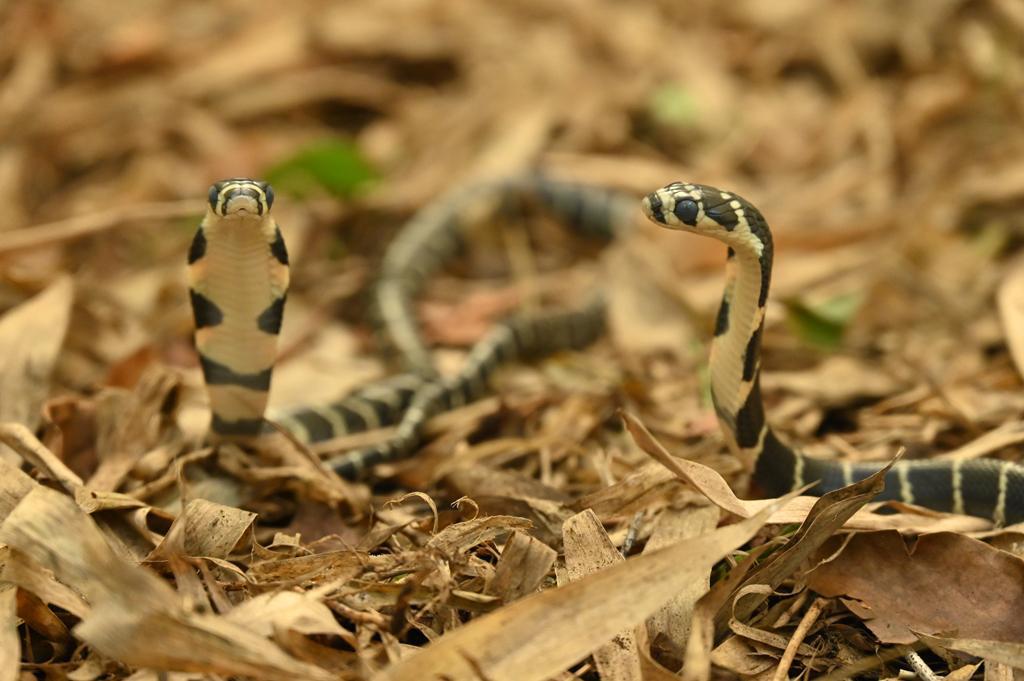 Conservationists guard king cobra nest, release baby snakes into the