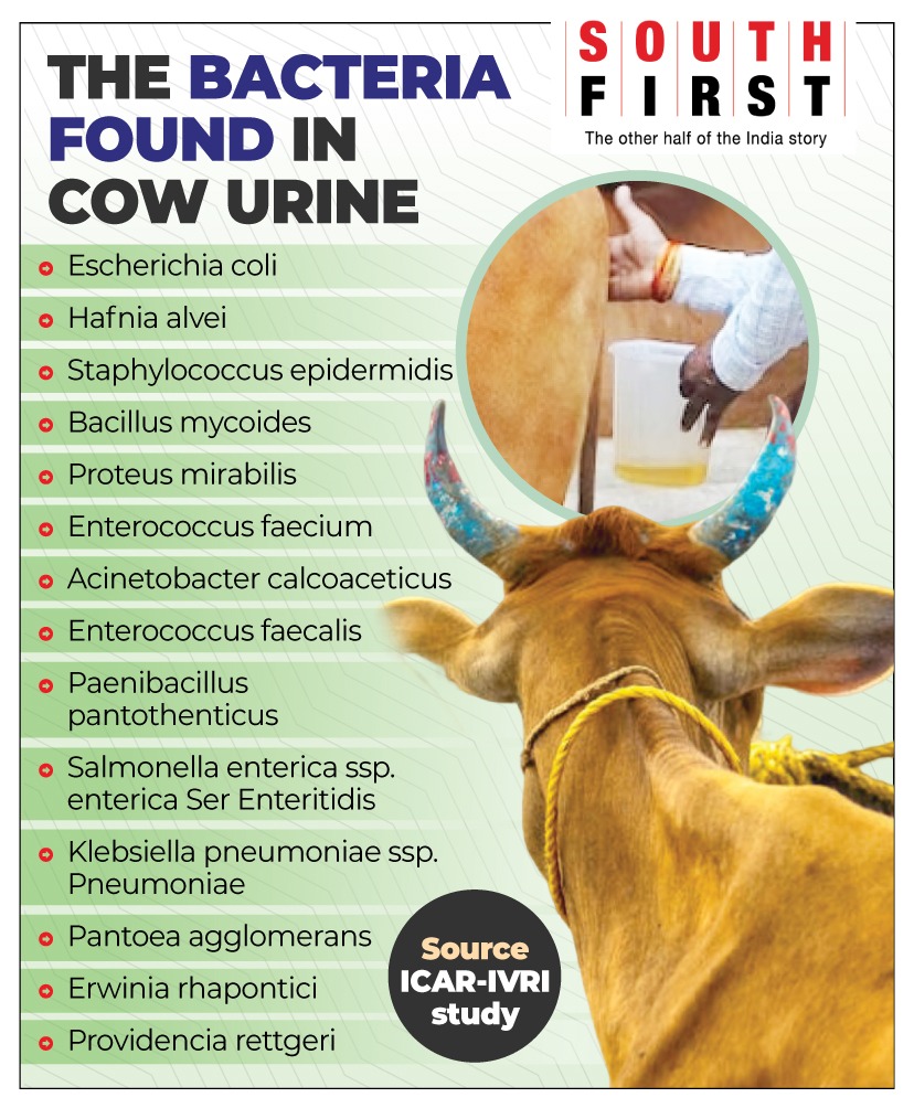 From kidney stones to pneumonia, cow urine can cause diseases; unfit