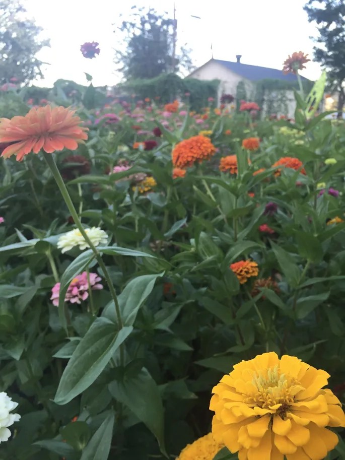Little Flower Farm Brings Life to Buzzard Point