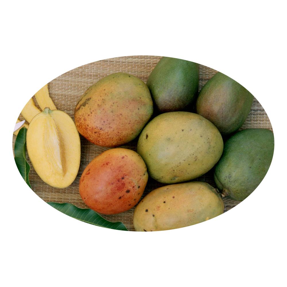 Jamaican Mangoes Spice Centre