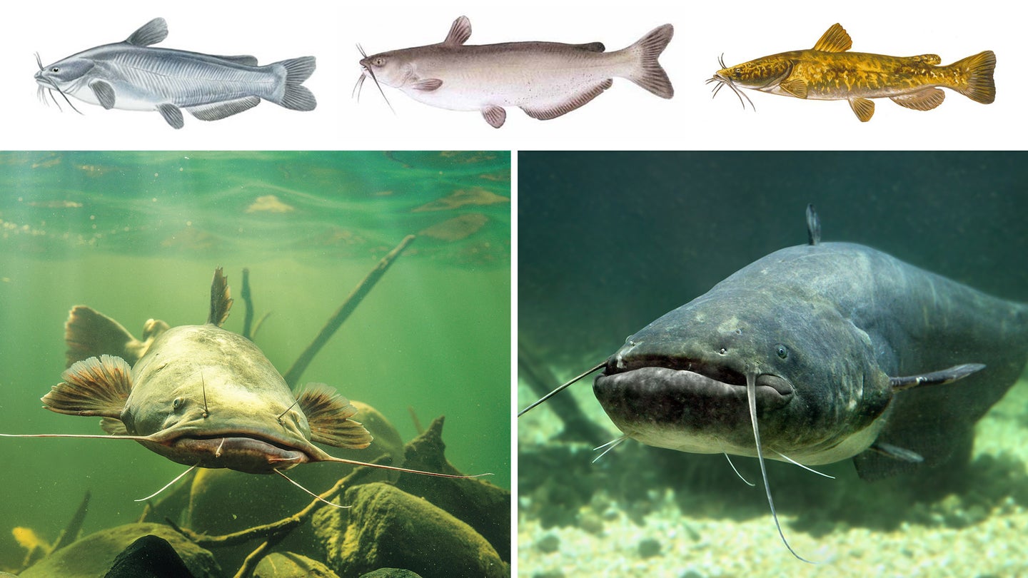 Types of Catfish The Sporting Lodge