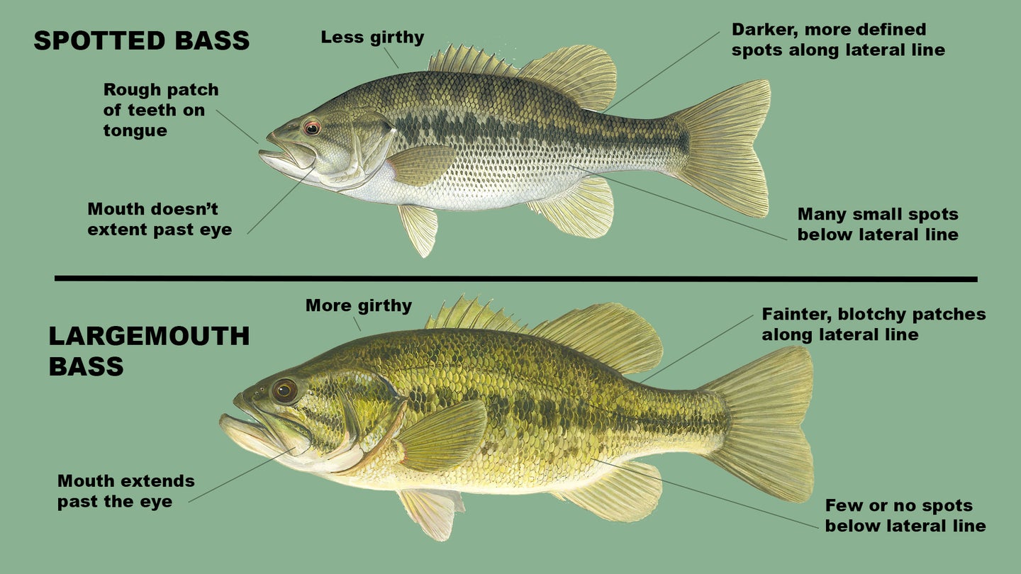 Spotted Bass vs Largemouth Bass The Sporting Lodge