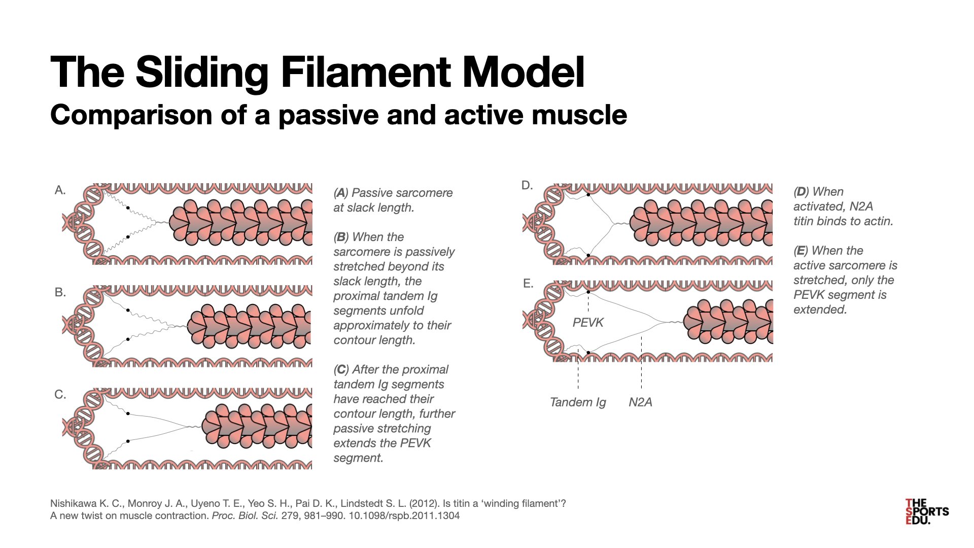 The LengthTension Relationship The Sports Edu