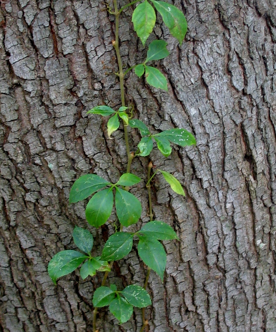 five leaf vine the squirrel nutwork