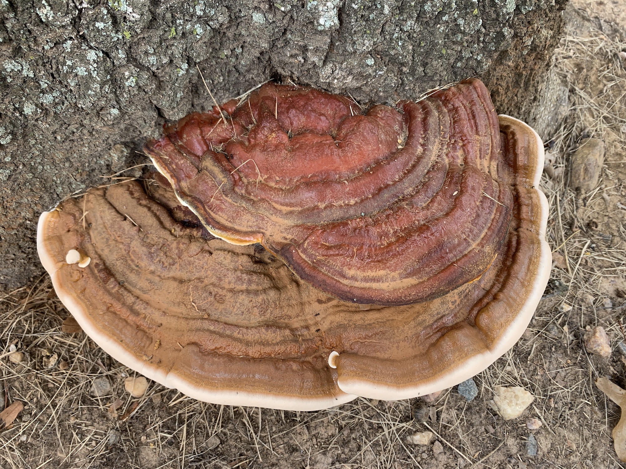 Shelf Fungus close up the squirrel nutwork