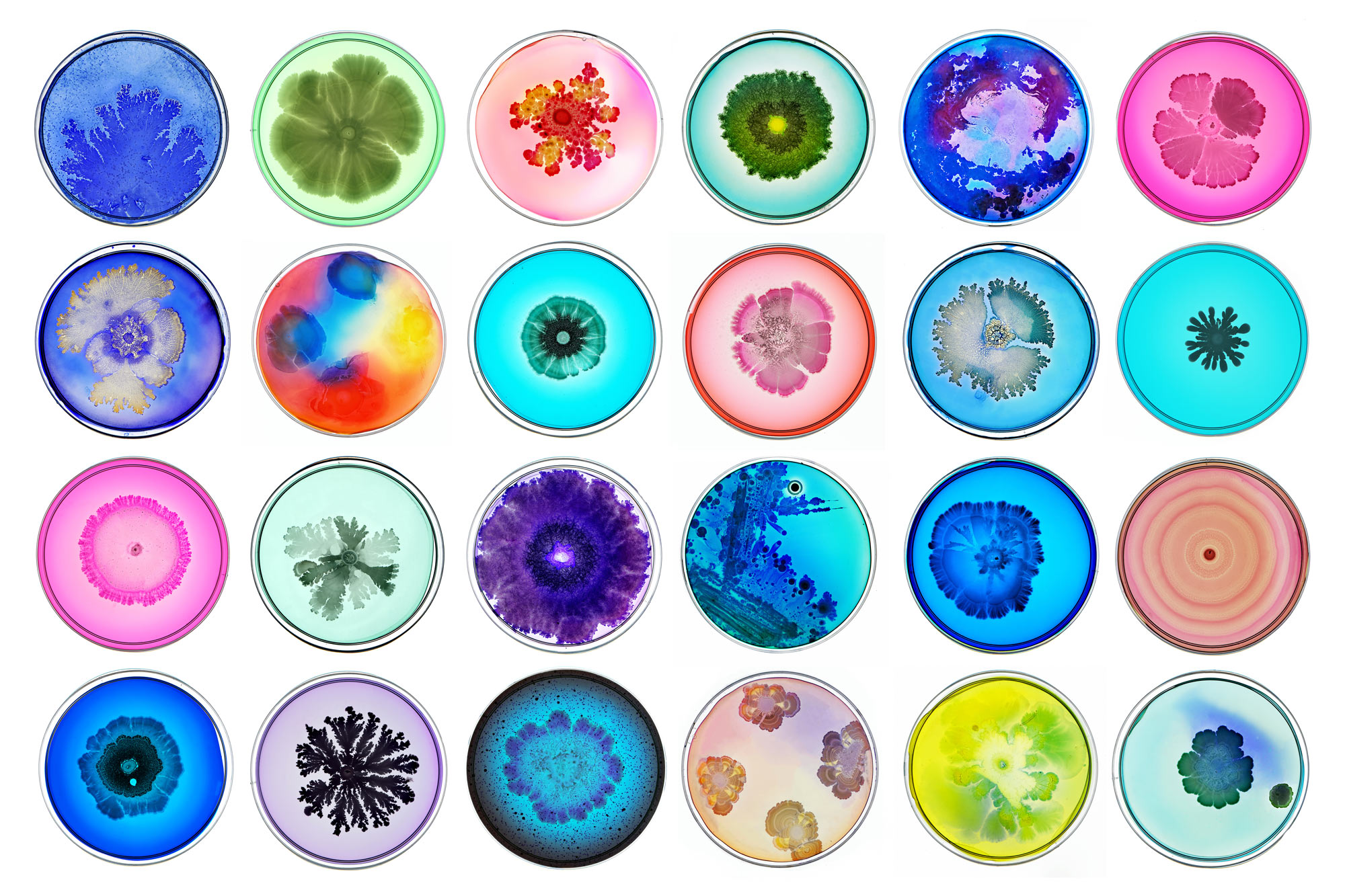 Engineered Bacteria Produce a Rainbow of Colors Starset Society