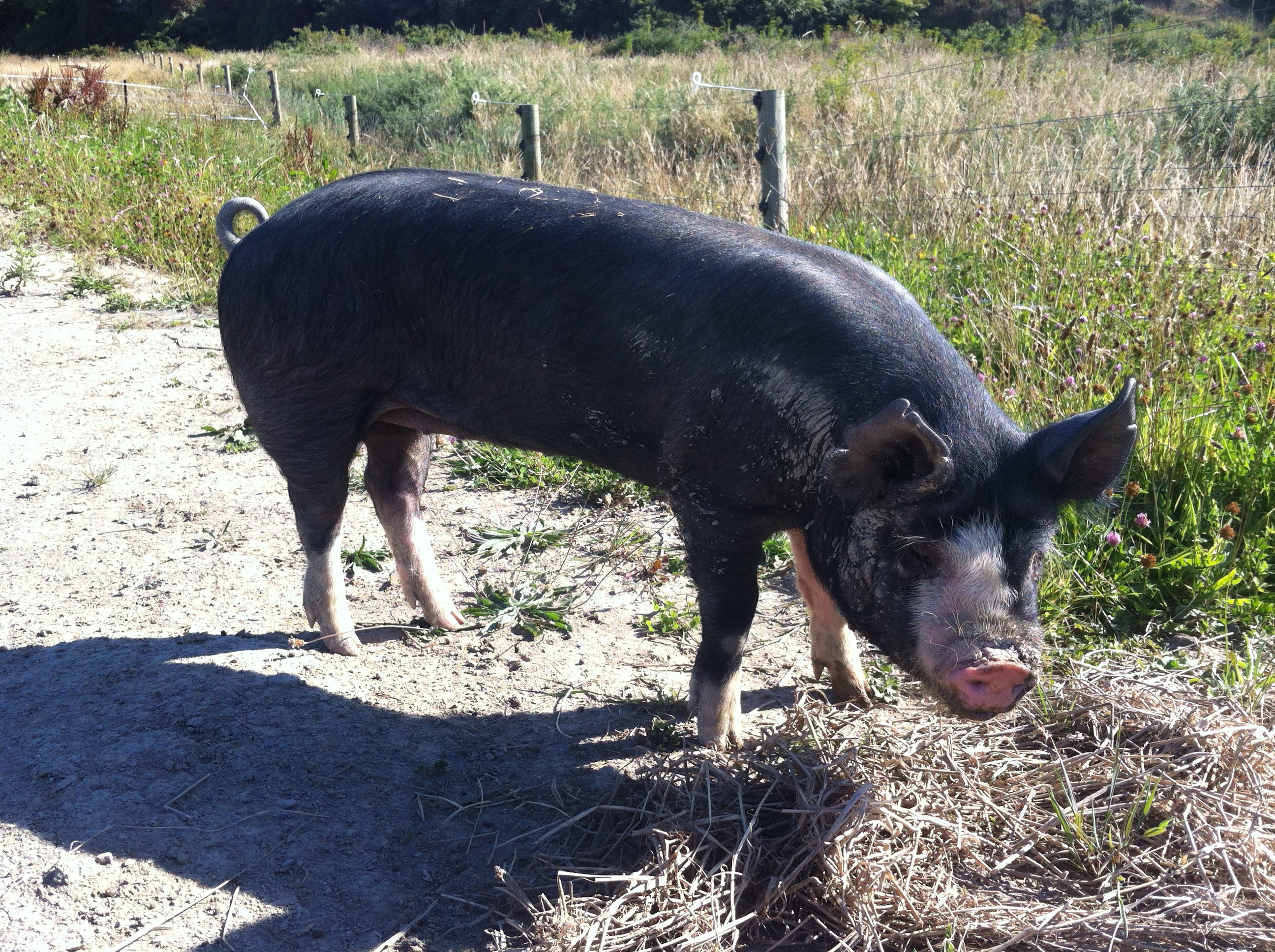 Woody’s Farm gets a great ‘Delia!’ Tales from Woody's Farm