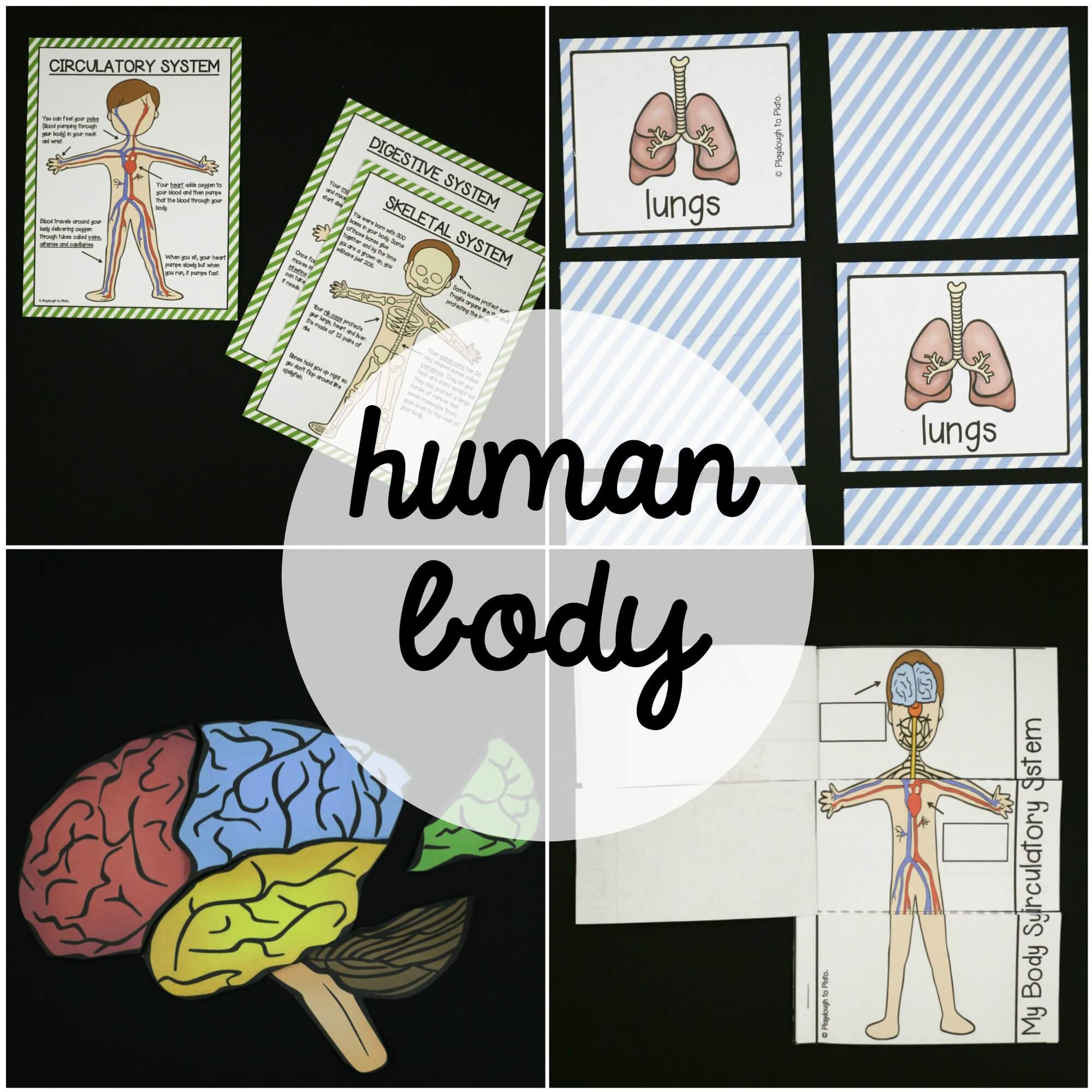 Human Body Systems The Stem Laboratory