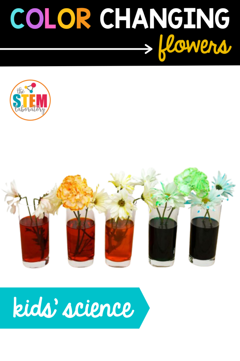 Color Changing Flowers The Stem Laboratory