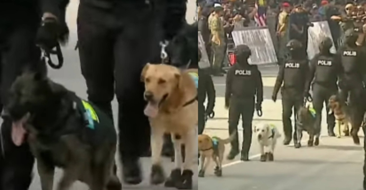 Getting To Know The K9 Dogs, Adorable Yet Deadly