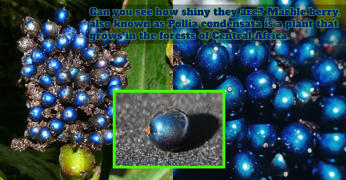 Marble Berry, The Shiniest Berry In The World