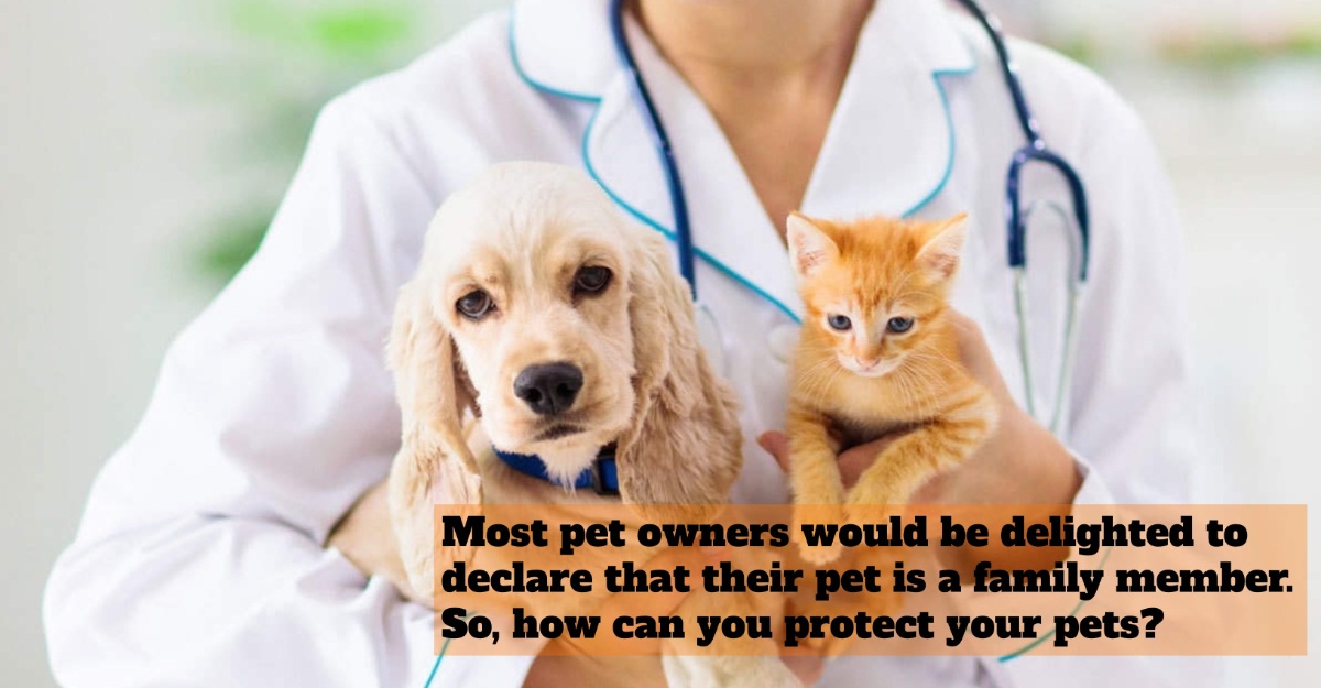 Pet Is A Family Member, But Should You Get Pet Insurance?