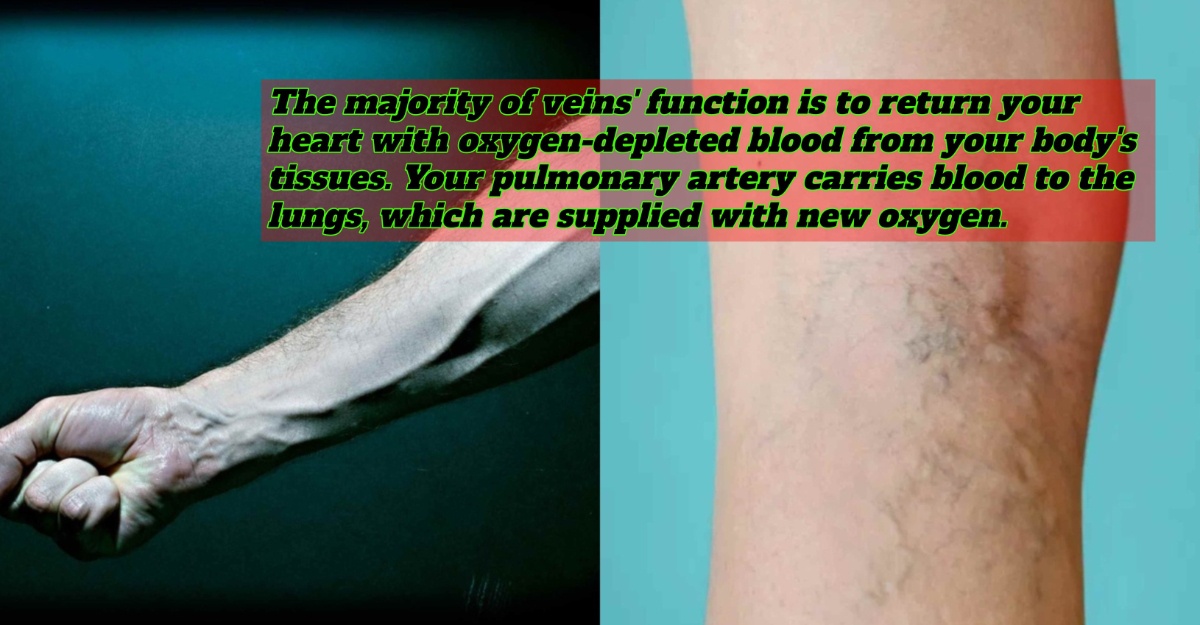 Look At Your Veins, Why Does It Appear Green Or Blue?