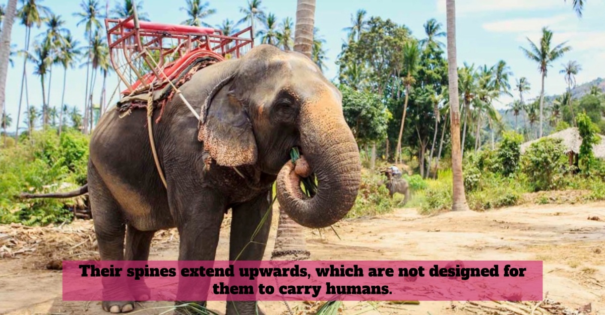 Elephants Are Not Meant To Be Ridden, Here's Why