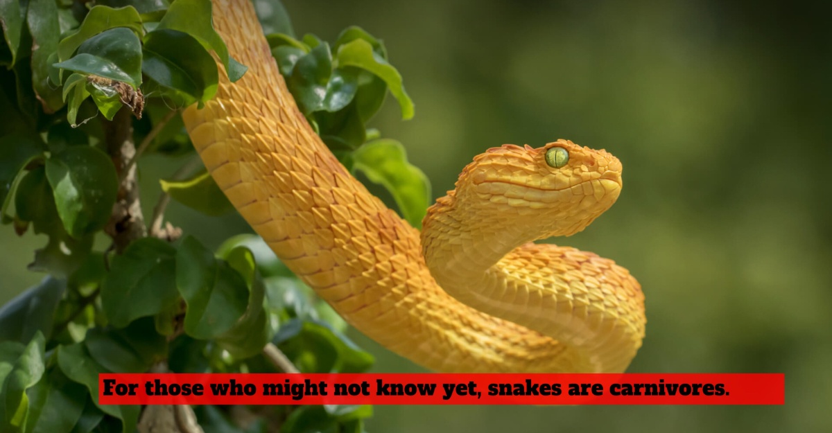 What Do Snakes Actually Eat, And Can We Keep These Reptiles As Pets?