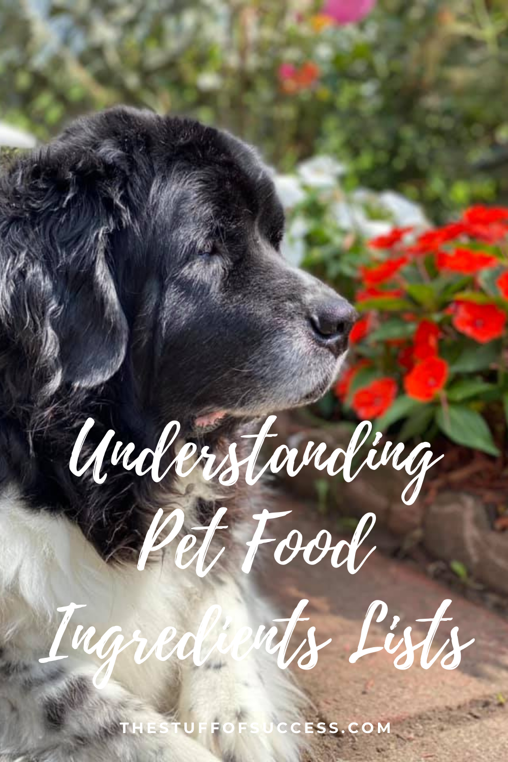 Understanding Pet Food Ingredients Lists ⋆ The Stuff of Success
