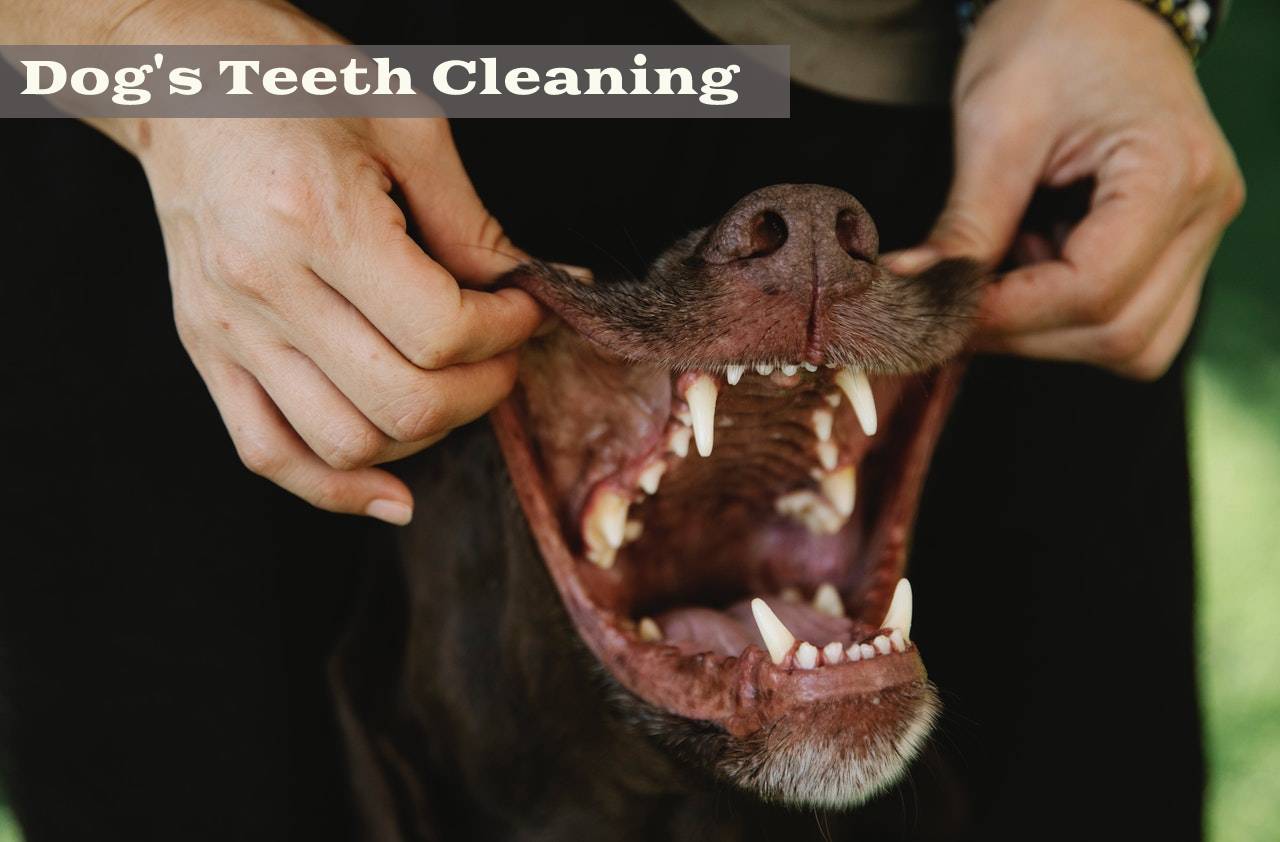 5 Best Ways to Clean Your Dog's Teeth ⋆ The Stuff of Success