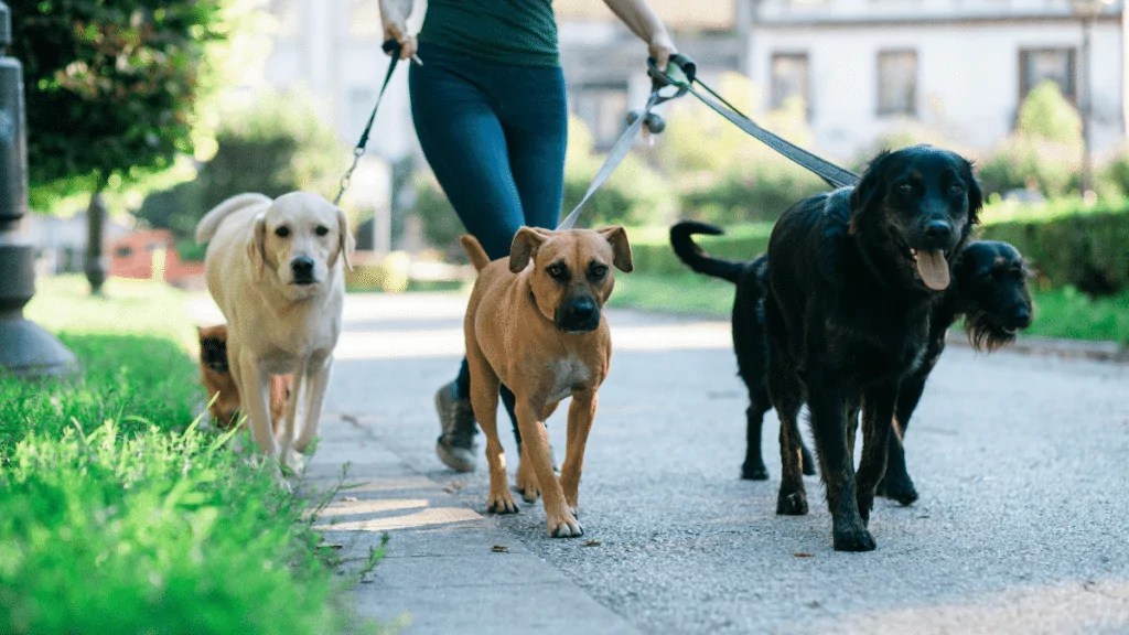 How To Start A Dog Walking Business [A Real Life Case Study]