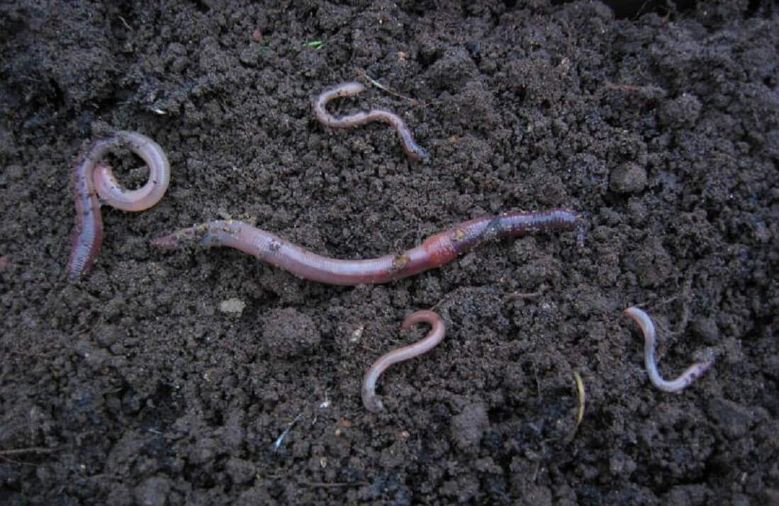Succulent Fertilizer Which, When and How Often The Succulent Eclectic