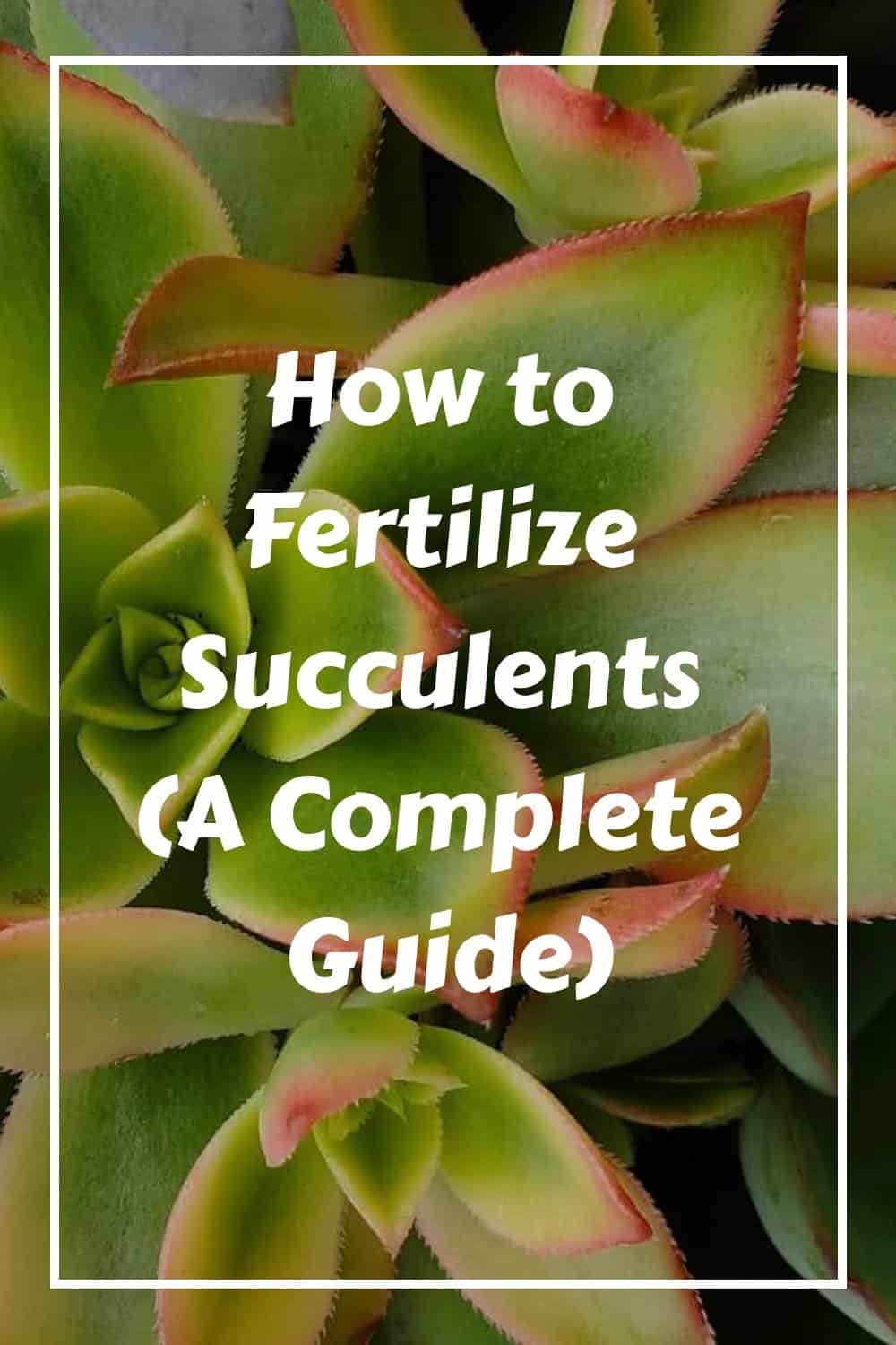 How to Fertilize Succulents (A Complete Guide)