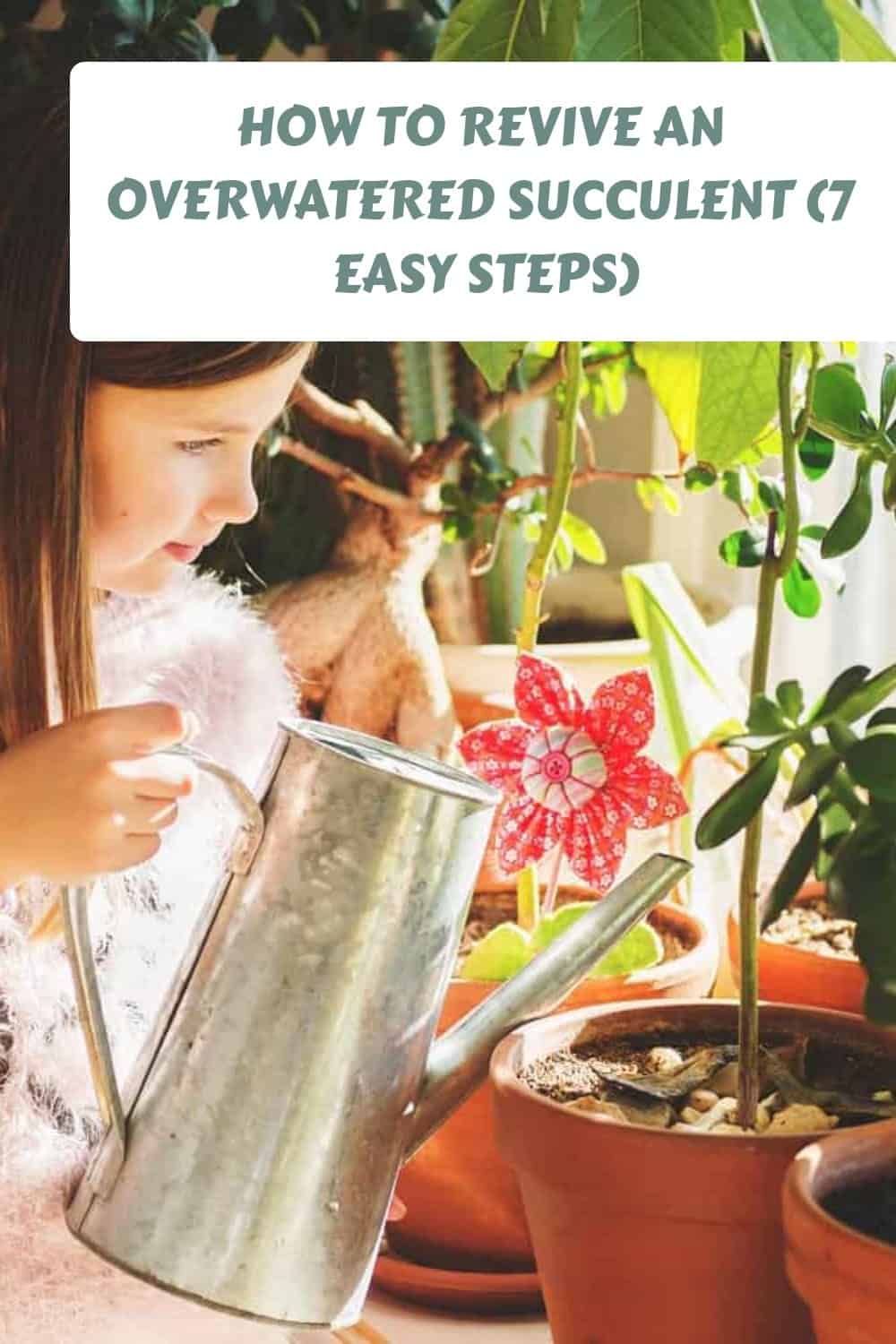 How to Revive an Overwatered Succulent (7 Easy Steps)