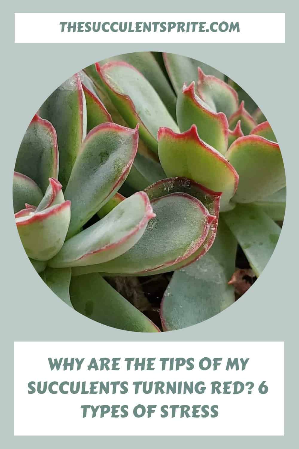 Why Are the Tips of My Succulents Turning Red? 6 Types of Stress