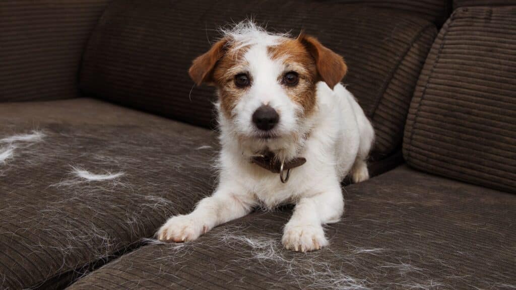 Shedding Season Tips to Help Your Dog (and You!) Get Through It The