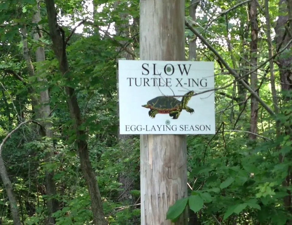 Wellesley's 7 official scenic roads The Swellesley Report