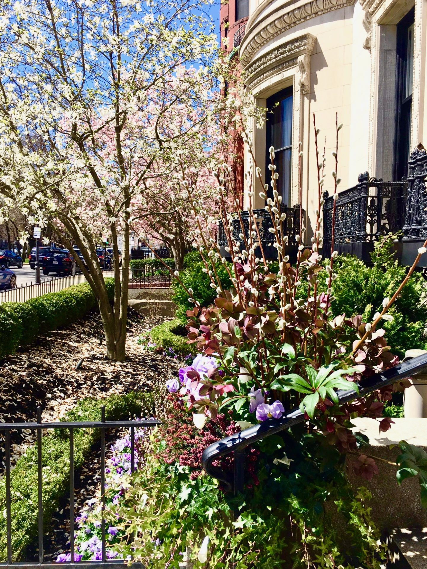 Beyond Wellesley the magnolias are in full bloom in Boston's Back Bay
