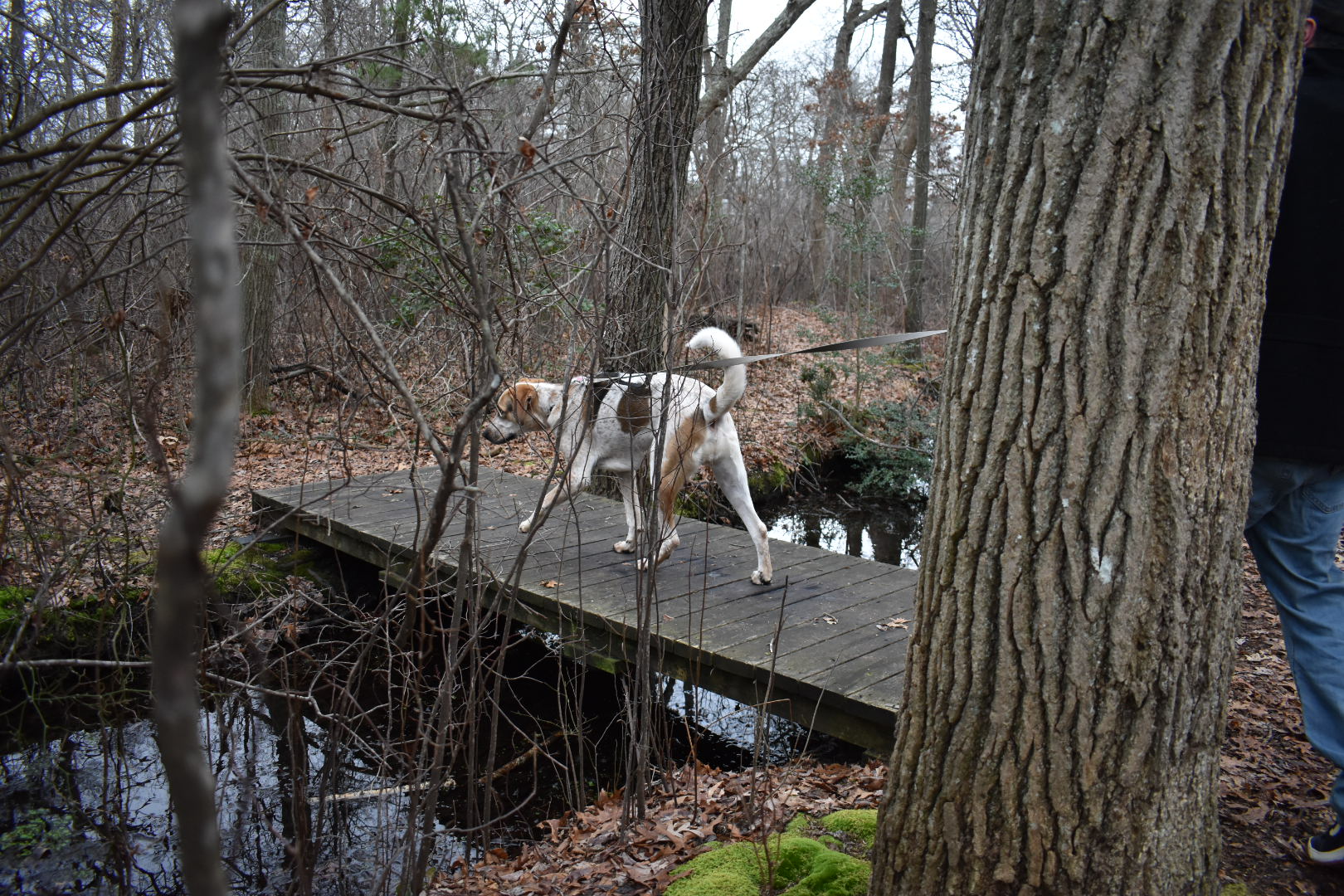 Brookside County Park The Tail Guide