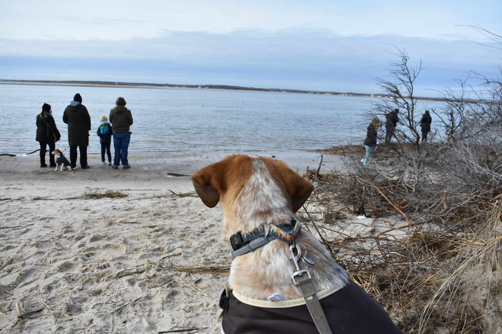 Cupsogue Beach County Park The Tail Guide