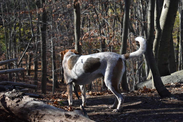 Humes Preserve The Tail Guide