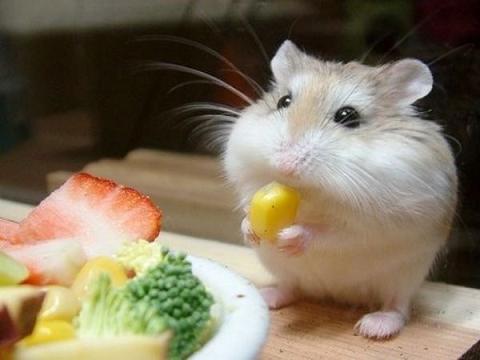 hamster eating
