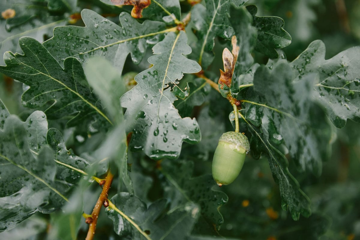 How to Leach Acorns Cold and Hot Processes The Tasty Hub